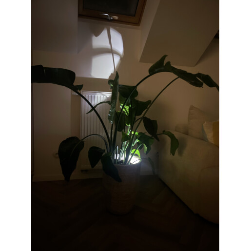 Dekoracyjne oświetlenie roślin